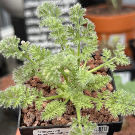 Pelargonium appendiculatum