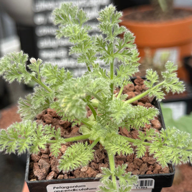 Pelargonium appendiculatum