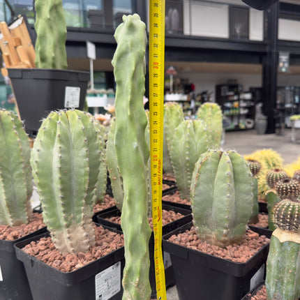 Lophocereus schottii monstruosa f. Slim