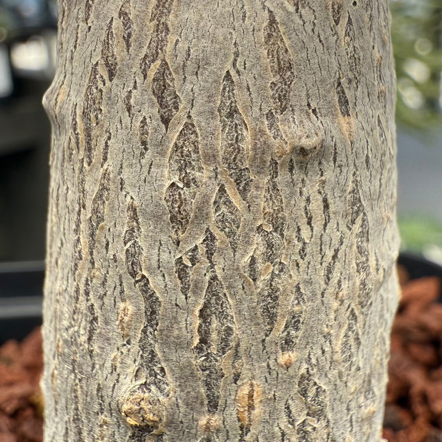 Coccinia mildbraedii