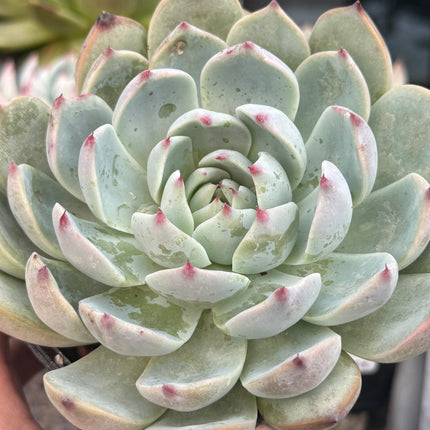 Echeveria chihuahuensis ‘Giant Form’