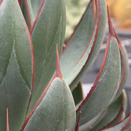 x Mangave 'Betende Hände'