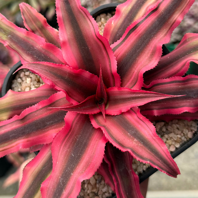 Cryptanthus bivittatus 'Red Star'