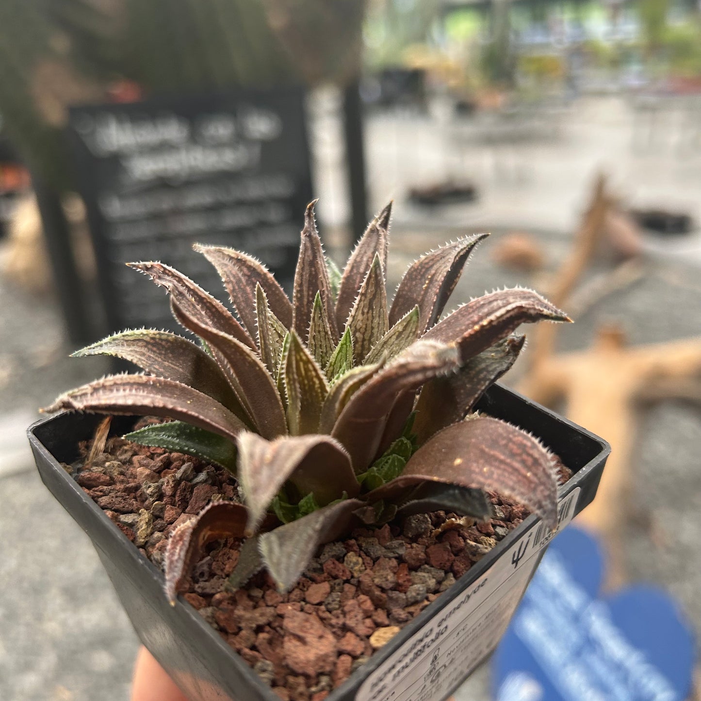 Haworthia marumiana var. viridis