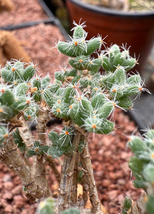 Trichodiadema Bulbosum