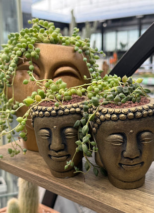 Composition on “Buddah Head” (Senecio rowleyanus)