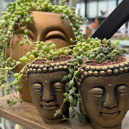 Composición en “Cabeza de Buddah” (Senecio rowleyanus)