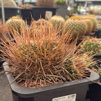 Echinofossulocactus crispatus