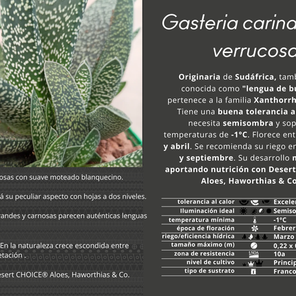 Gasteria carinata var. warty