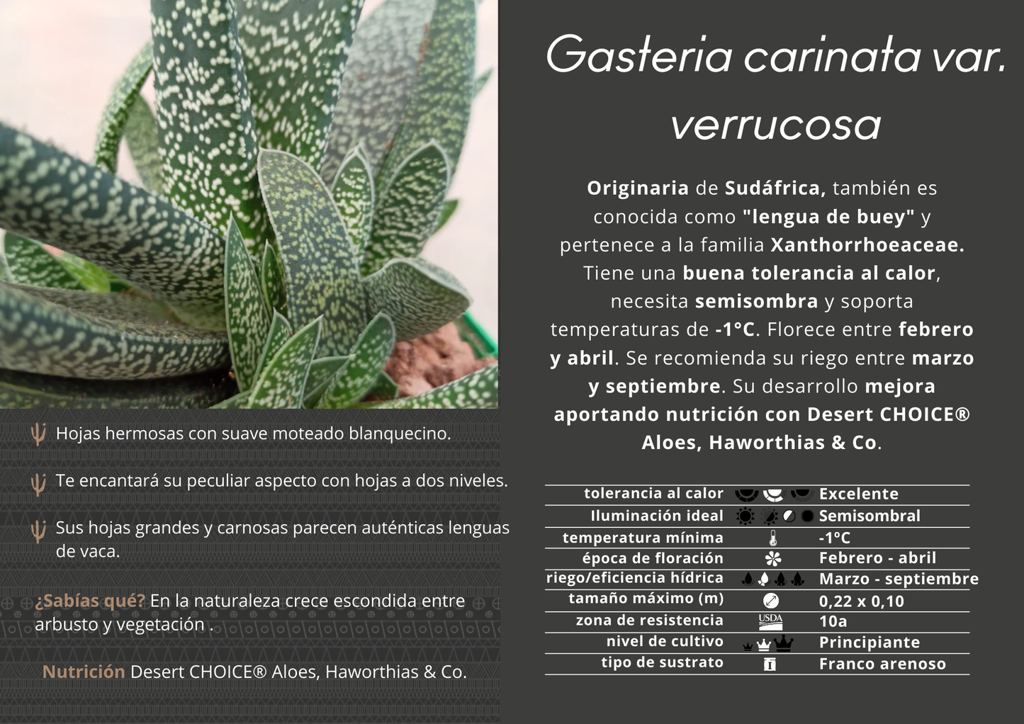 Gasteria carinata var. verrucosa