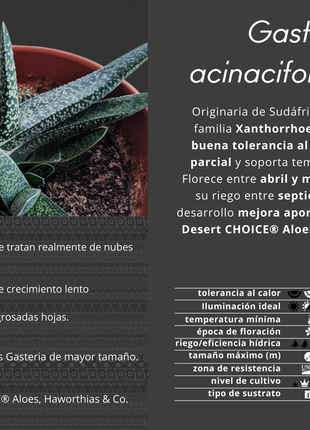 Gasteria acinacifolia-Alge