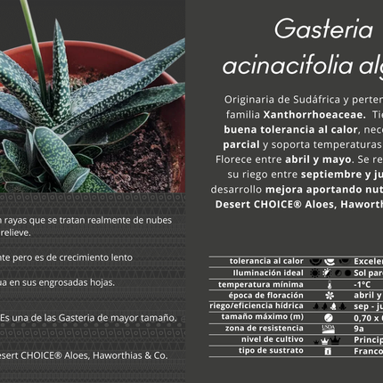 Gasteria acinacifolia-Alge