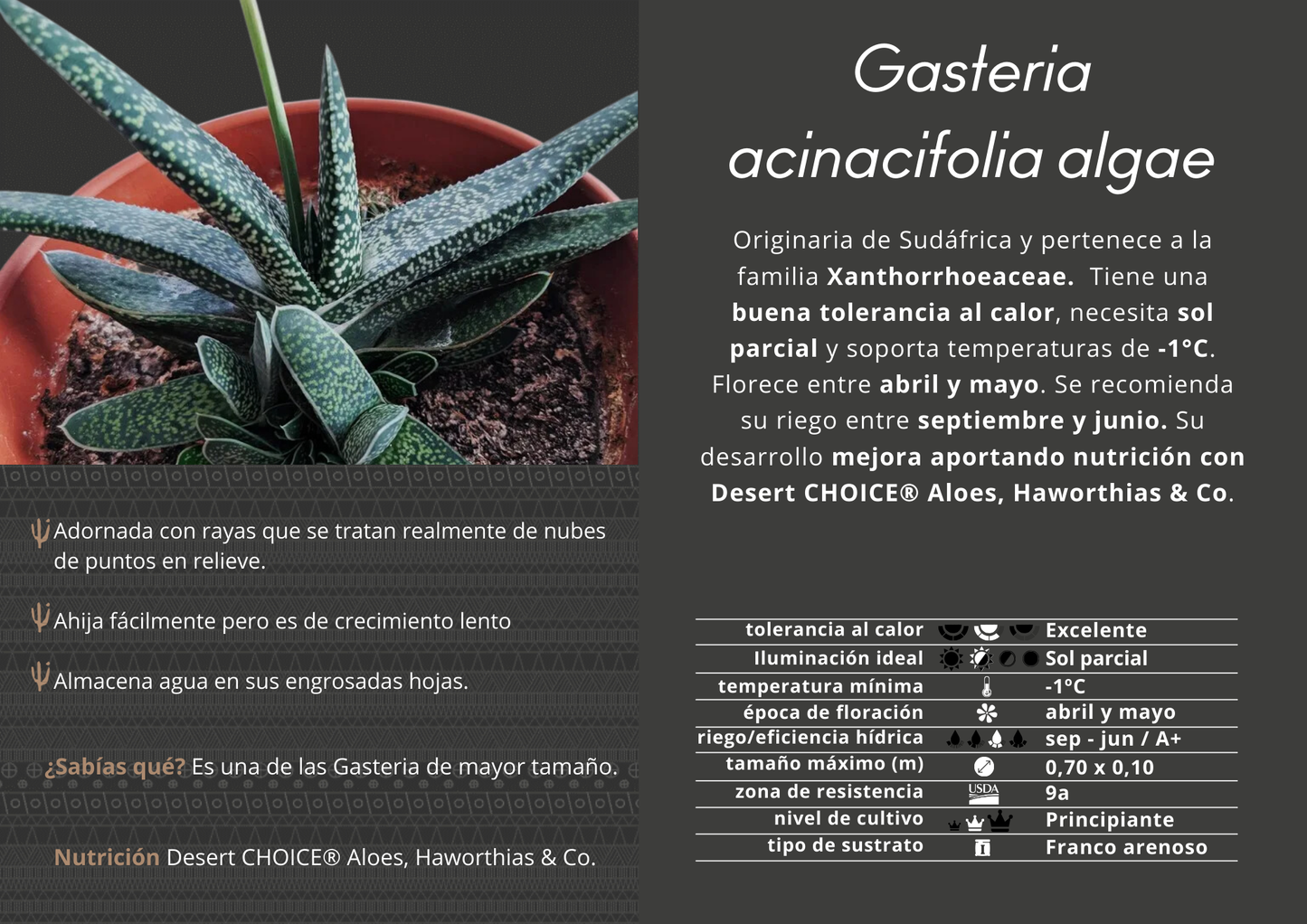 Gasteria acinacifolia algae