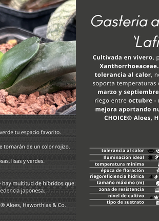 Gasteria armstrongii 'Lafitte'