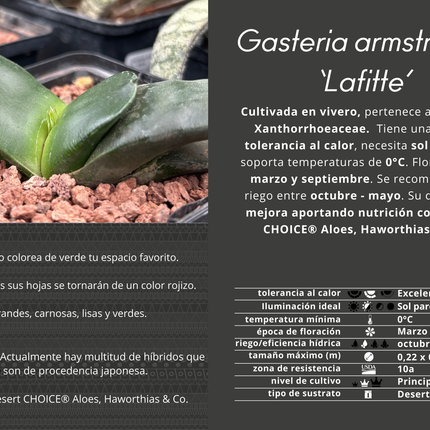 Gasteria armstrongii 'Lafitte'