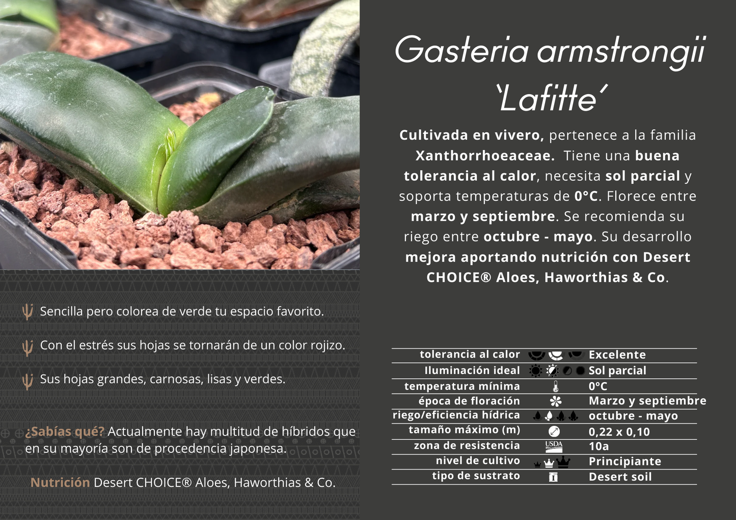 Gasteria armstrongii ‘Lafitte’