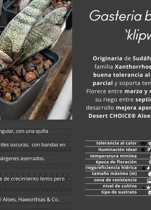Batesianische Gasterie 'Klipwal'