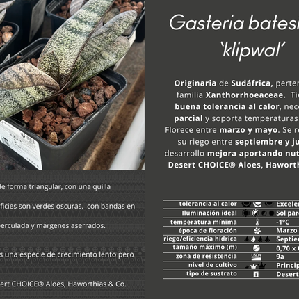 Gasteria batesiana 'Klipwal'