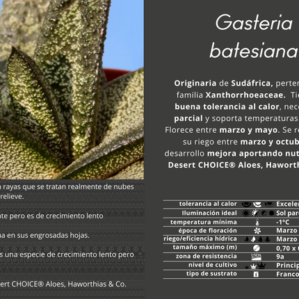 Gasteria batesiana