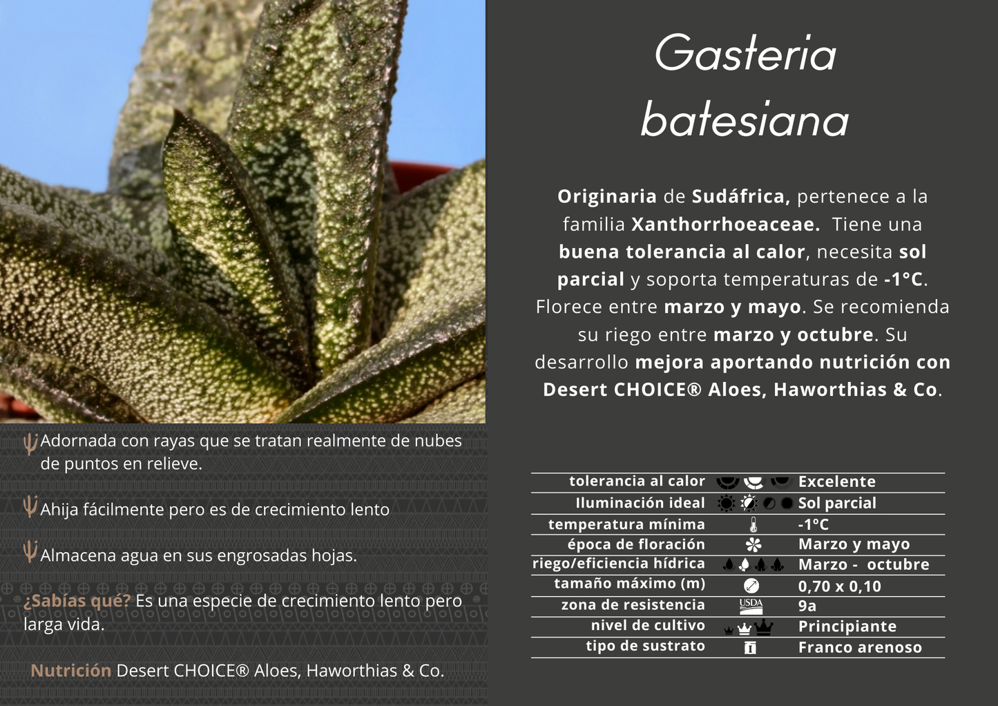 Batesian gasteria