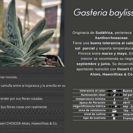 Gasteria baylissiana