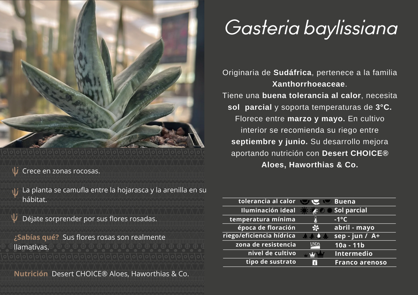 Gasteria baylissiana