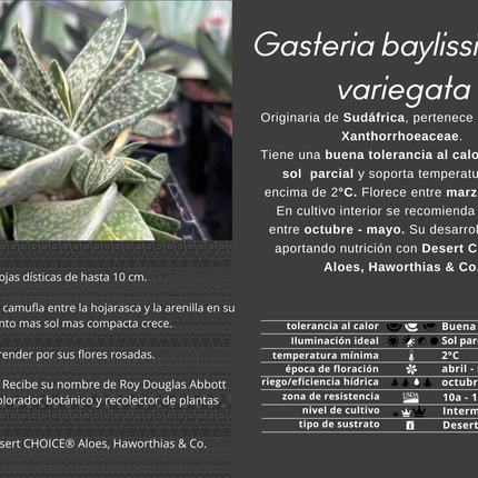 Gasteria baylissiana f. variegate