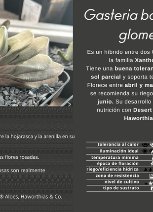 Gasteria baylissiana x glomerata