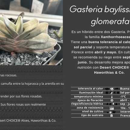 Gasteria baylissiana x glomerata