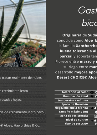 zweifarbige Gasteria
