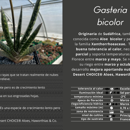 zweifarbige Gasteria