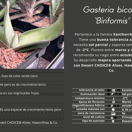 Gasteria bicolor ‘Biriformis’