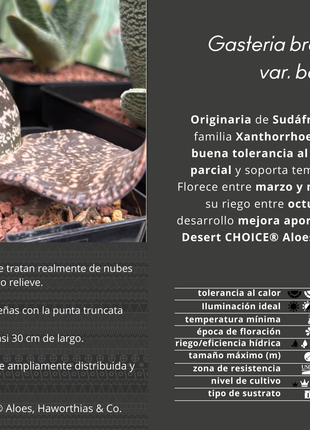Gasteria brachyphylla var. bayeri