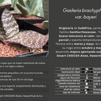 Gasteria brachyphylla var. bayeri