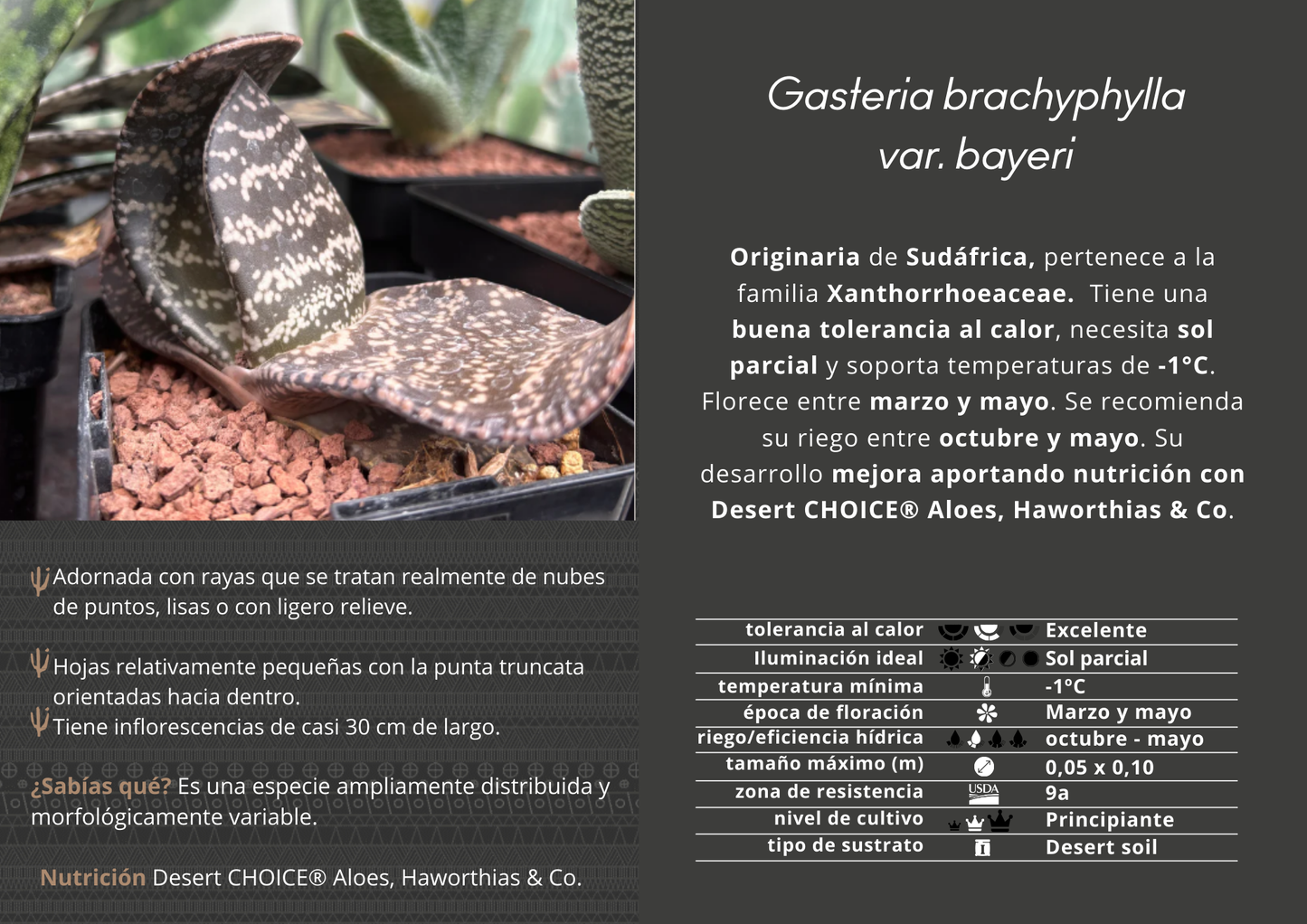 Gasteria brachyphylla var. bayeri