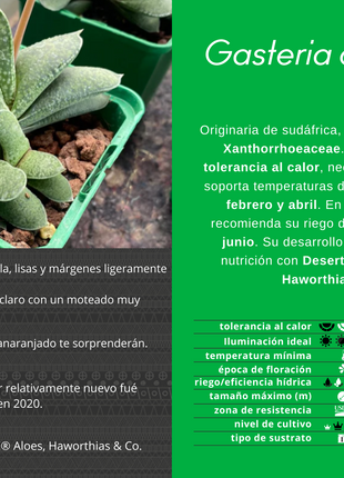 Gasteria camillae