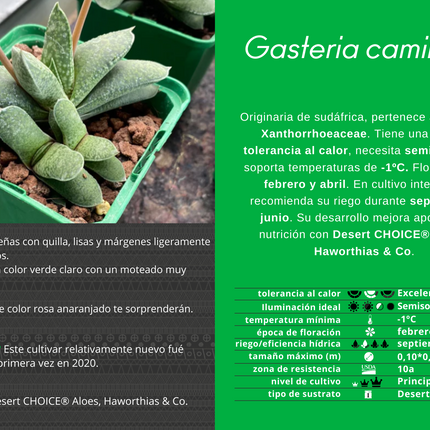 Gasteria camillae