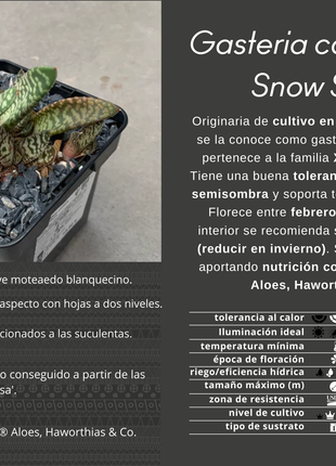 Gasteria carinata cv. Snow Storm