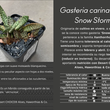 Gasteria carinata cv. Schneesturm
