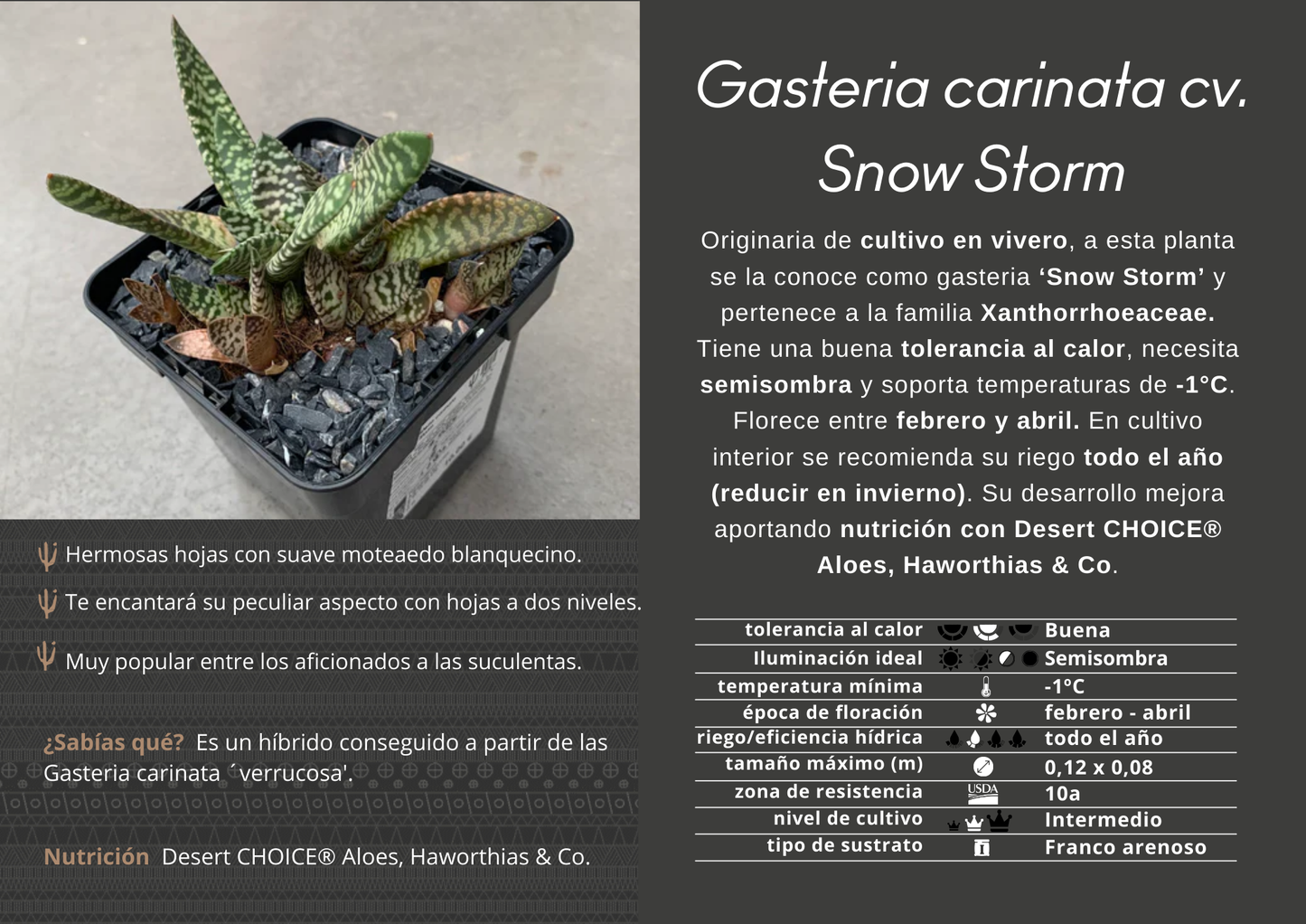 Gasteria carinata cv. Snow Storm