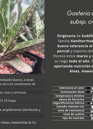Gasteria croucheri subsp. croucheri