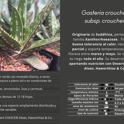 Gasteria croucheri subsp. croucheri