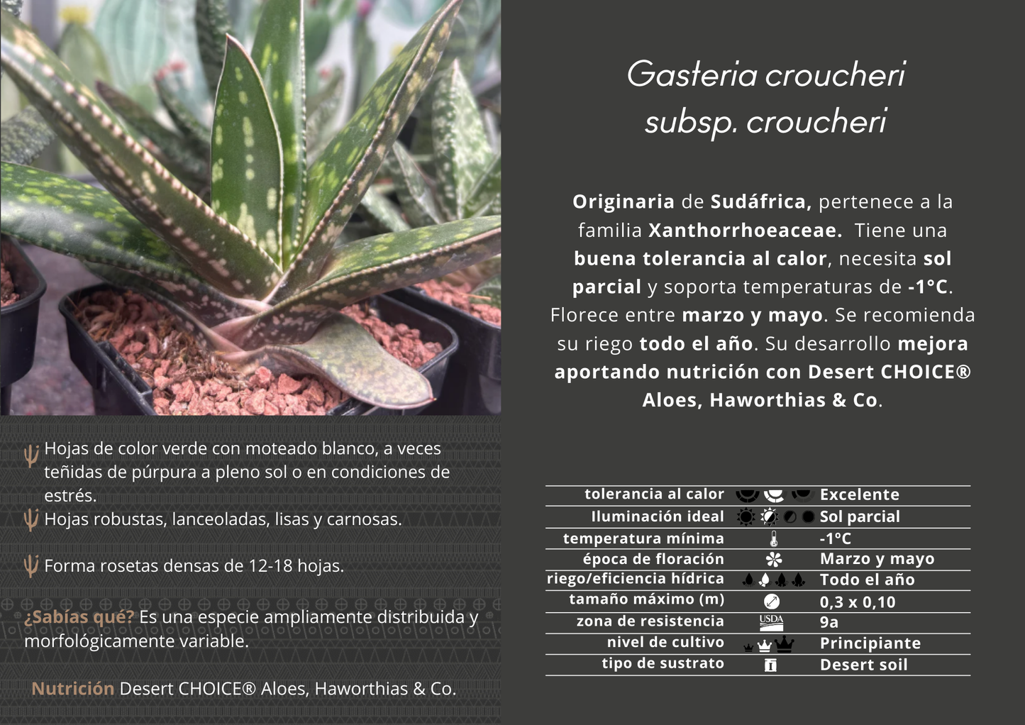 Gasteria croucheri subsp. croucheri