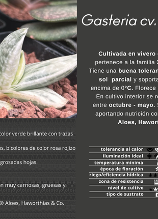 Gasteria Lebenslauf. Sakura Fuji