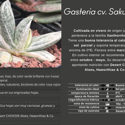 Gasteria Lebenslauf. Sakura Fuji