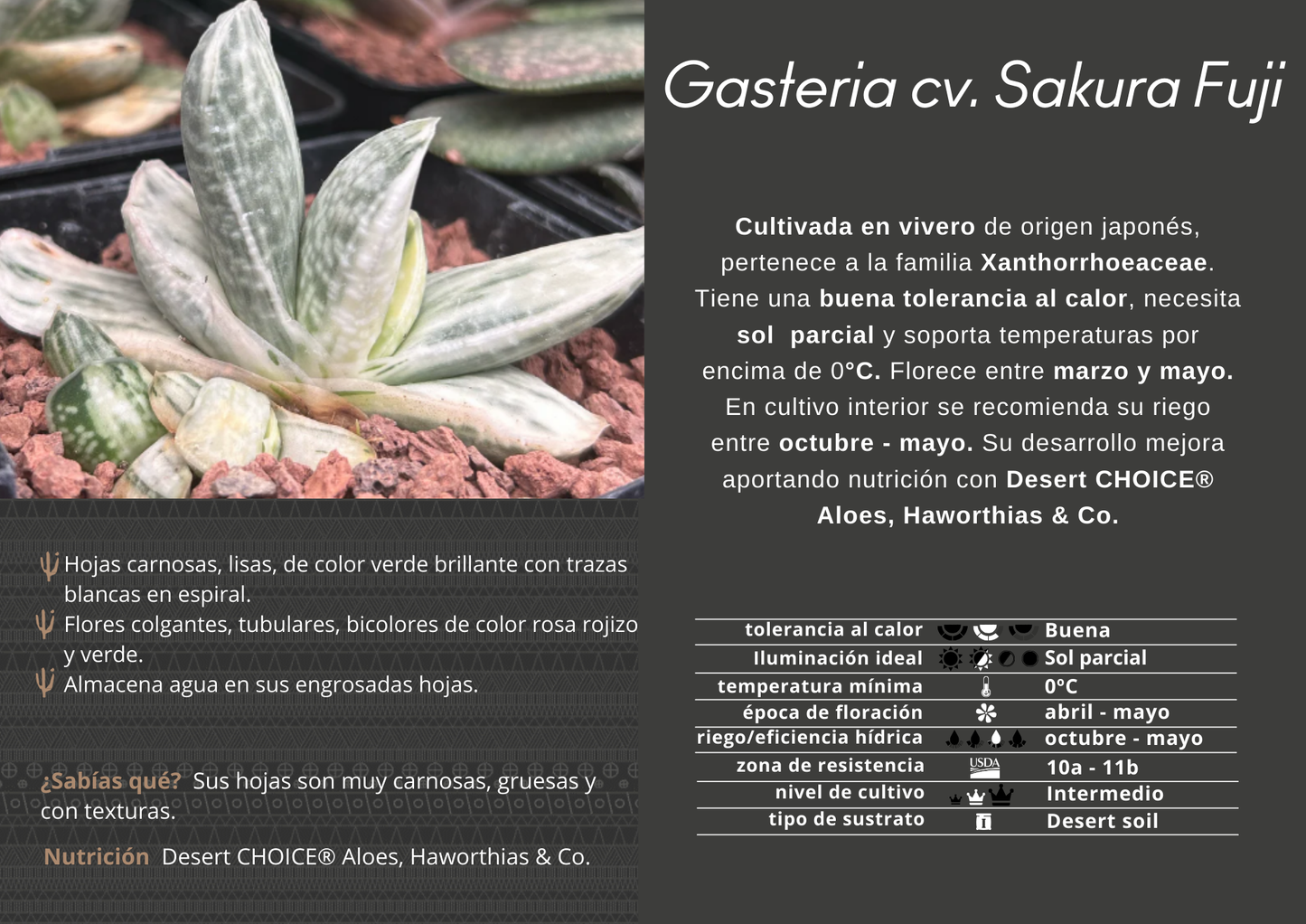 Gasteria Lebenslauf. Sakura Fuji