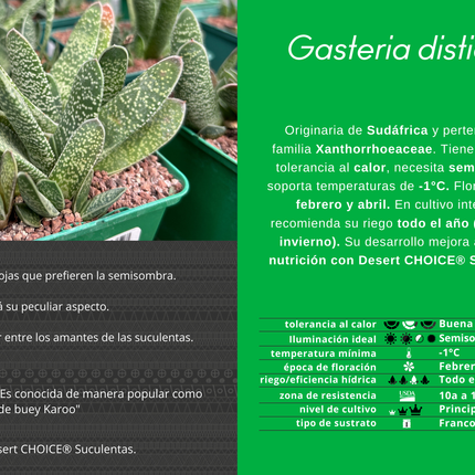 Gasteria disticha