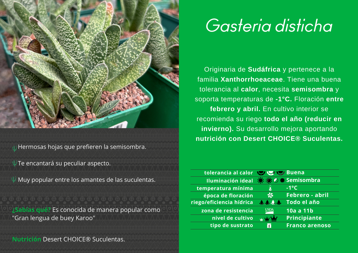 Gasteria disticha