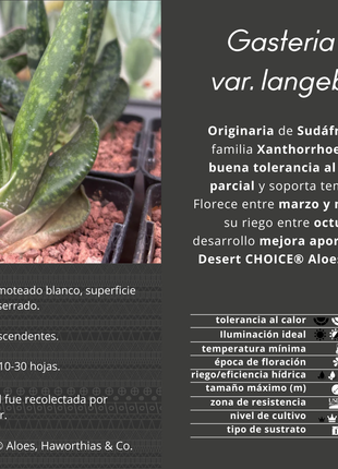 Gasteria disticha var. langebergensis