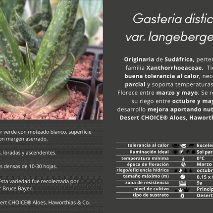 Gasteria disticha var. langebergensis